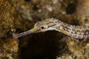 Scribbled Pipefish on a pink sponge, Papua New Guinea Scribbled Pipefish on a pink sponge, Papua New Guinea