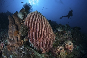 A scuba diver explores a reef with a large barrel sponge, Indonesia A scuba diver explores a reef with a large barrel sponge, Indonesia