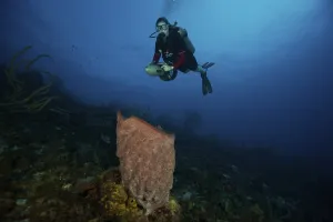 Related Images Gallery: Scuba diver propels above a large vase sponge