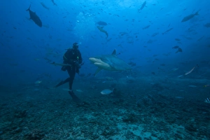 Scuba diver and silvertip shark at The Bistro Dive site in Fiji Scuba diver and silvertip shark at The Bistro Dive site in Fiji