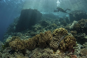 A scuba diver swims above a beautiful coral reef in Indonesia A scuba diver swims above a beautiful coral reef in Indonesia
