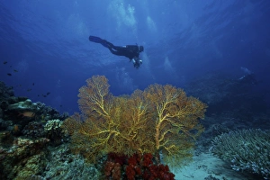 A scuba diver swims past a large yellow gorgonian fan, Fiji A scuba diver swims past a large yellow gorgonian fan, Fiji