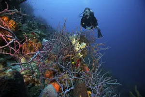 Related Images Gallery: Scuba Diver swims underwater amongst sea sponges