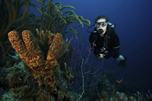 Related Images Gallery: Scuba Diver swims underwater amongst sea sponges
