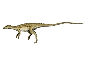 <b class=qtipBold><figcaption>Scutellosaurus dinosaur</figcaption></b><br>Scutellosaurus dinosaur, white background.<br><em>© Nobumichi Tamura/Stocktrek Images</em> Scutellosaurus dinosaur
