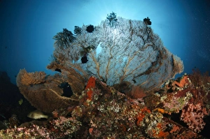Sea fan on the Liberty Wreck, Bali, Indonesia Sea fan on the Liberty Wreck, Bali, Indonesia