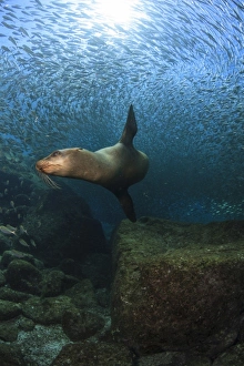 Sea lion chasing a school of bait fish, La Paz, Mexico Sea lion chasing a school of bait fish, La Paz, Mexico