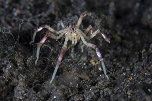 A sea spider crawls along the mucky seafloor A sea spider crawls along the mucky seafloor