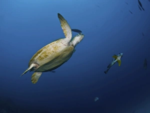 Sea turtle and batfish, Great Barrier Reef, Queensland, Australia Sea turtle and batfish, Great Barrier Reef, Queensland, Australia