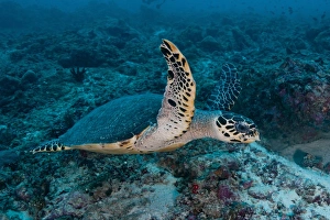 Sea turtle swimming over reef, Ari and Male Atoll, Maldives Sea turtle swimming over reef, Ari and Male Atoll, Maldives