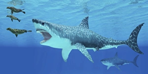 Seals race to get away from a giant Megalodon shark Seals race to get away from a giant Megalodon shark