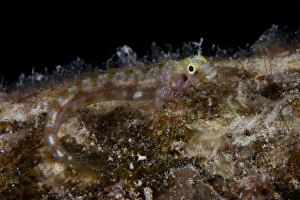 Related Images Gallery: Secretary blenny sits out in the open