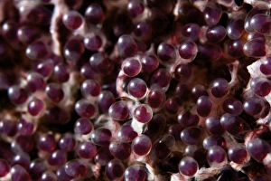 Related Images Gallery: Sergeant Major fish eggs