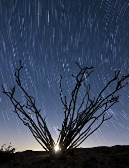 The setting moon is visible through the thorny branches on an ocotillo, California The setting moon is visible through the thorny branches on an ocotillo, California