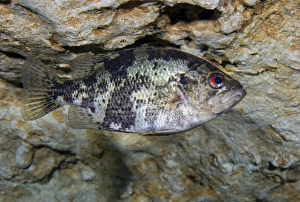 A Shadow Bass hovers motionless at the top of the Morrison Springs cavern A Shadow Bass hovers motionless at the top of the Morrison Springs cavern