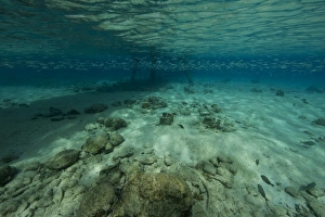 Shallow waters under Salt Pier, Bonaire, Caribbean Netherlands Shallow waters under Salt Pier, Bonaire, Caribbean Netherlands
