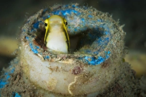 Short-head sabretooth blenny peering from a plastic bottle, Gorontalo, Indonesia Short-head sabretooth blenny peering from a plastic bottle, Gorontalo, Indonesia