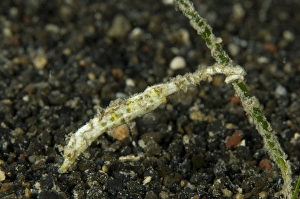 Shortpouch pygmy pipehorse clinging to sea grass, Papua New Guinea Shortpouch pygmy pipehorse clinging to sea grass, Papua New Guinea