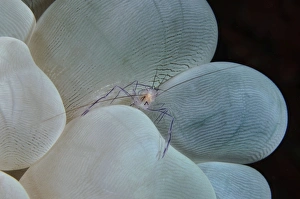 <b class=qtipBold><figcaption>Shrimp on bubble coral, Indonesia</figcaption></b><br>Shrimp on bubble coral, Indonesia.<br><em>© Todd Winner/Stocktrek Images</em> Shrimp on bubble coral, Indonesia