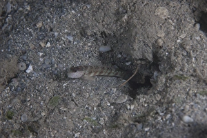 Shrimp goby stands guard at the entrance of its hole, Fiji Shrimp goby stands guard at the entrance of its hole, Fiji