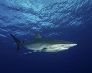 A silky shark with an embedded hook and line at Cat Island in the Bahamas A silky shark with an embedded hook and line at Cat Island in the Bahamas