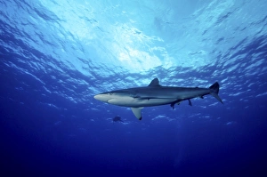 Silky Shark shot in Cat Island in the Bahamas Silky Shark shot in Cat Island in the Bahamas
