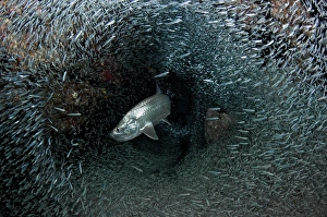 Atlantic Silverside Atlantic Silverside