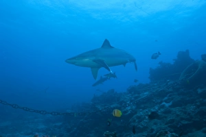 Silvertip shark at The Bistro Dive site in Fiji Silvertip shark at The Bistro Dive site in Fiji