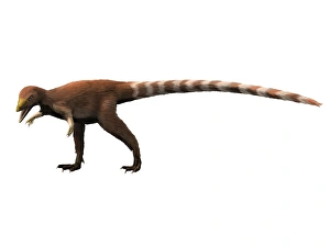 <b class=qtipBold><figcaption>Sinosauropteryx dinosaur</figcaption></b><br>Sinosauropteryx dinosaur, white background.<br><em>© Nobumichi Tamura/Stocktrek Images</em> Sinosauropteryx dinosaur