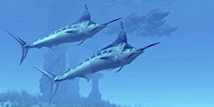 Two sleek Blue Marlins swim close to a school of fish Two sleek Blue Marlins swim close to a school of fish