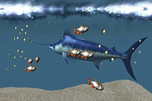Small fish accompany a blue marlin in an ocean world habitat Small fish accompany a blue marlin in an ocean world habitat