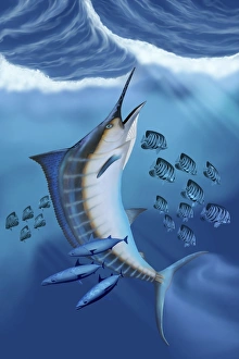 Small fish scatter as a huge Blue Marlin swims to the surface Small fish scatter as a huge Blue Marlin swims to the surface