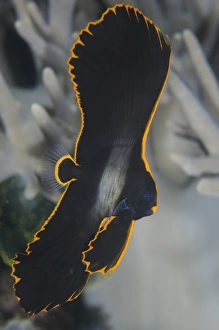 <b class=qtipBold><figcaption>A small juvenile pinnate spadefish</figcaption></b><br>A small juvenile pinnate spadefish (Platax pinnatus), Komodo National Park, Indonesia.<br><em>© Steve Jones/Stocktrek Images</em> A small juvenile pinnate spadefish
