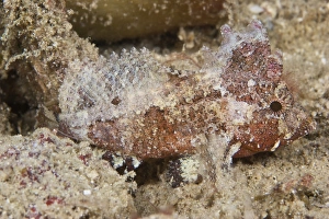 A small leaf fish blends into its surroundings, Papua New Guinea A small leaf fish blends into its surroundings, Papua New Guinea