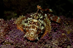 Small red scorpionfish on purple coral, Indonesia Small red scorpionfish on purple coral, Indonesia