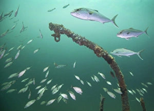 A small school of Greater Amberjack swim by a larger school of Tomtate A small school of Greater Amberjack swim by a larger school of Tomtate