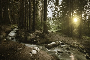 Small stream in a forest at sunset, Pirin National Park, Bulgaria Small stream in a forest at sunset, Pirin National Park, Bulgaria