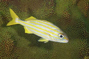 Related Images Gallery: Smallmouth Grunt nestles against some hard coral