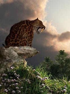 Smilodon Californicus sits atop a rock at the top of a hill Smilodon Californicus sits atop a rock at the top of a hill