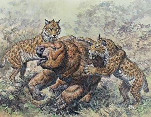 Smilodon dirk-toothed cats attacking a Glossotherium Smilodon dirk-toothed cats attacking a Glossotherium