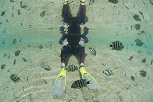 A snorkeller sits in shallow water amongst black-tail sergeant fish A snorkeller sits in shallow water amongst black-tail sergeant fish
