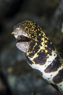 A snowflake moray eel pokes its head out of a hole A snowflake moray eel pokes its head out of a hole