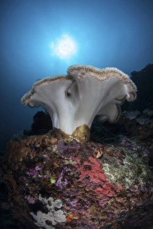 A soft coral colony grows on a reef dropoff in Lembeh Strait A soft coral colony grows on a reef dropoff in Lembeh Strait