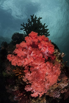 A soft coral colony grows on a reef slope in Indonesia A soft coral colony grows on a reef slope in Indonesia