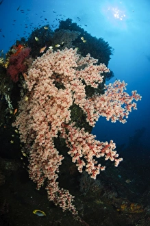 Soft coral on the LIberty Wreck, Bali, Indonesia Soft coral on the LIberty Wreck, Bali, Indonesia