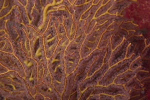 Soft coral polyps feeding, Beqa Lagoon, Fiji Soft coral polyps feeding, Beqa Lagoon, Fiji