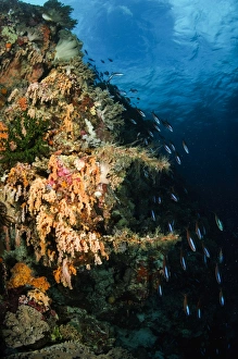 Soft coral seascape and rainbow runners, Indonesia Soft coral seascape and rainbow runners, Indonesia