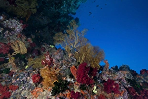 Soft corals and gorgonian sea fans adorn a reef in Fiji Soft corals and gorgonian sea fans adorn a reef in Fiji