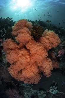 Soft corals and invertebrates grow on a deep reef in Indonesia Soft corals and invertebrates grow on a deep reef in Indonesia