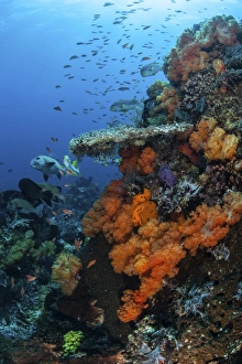 Soft and hard corals grow on a healthy reef in Indonesia Soft and hard corals grow on a healthy reef in Indonesia